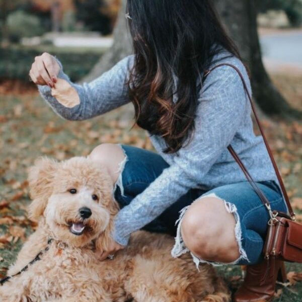 Poodle on the Park