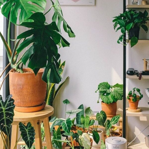 Plants