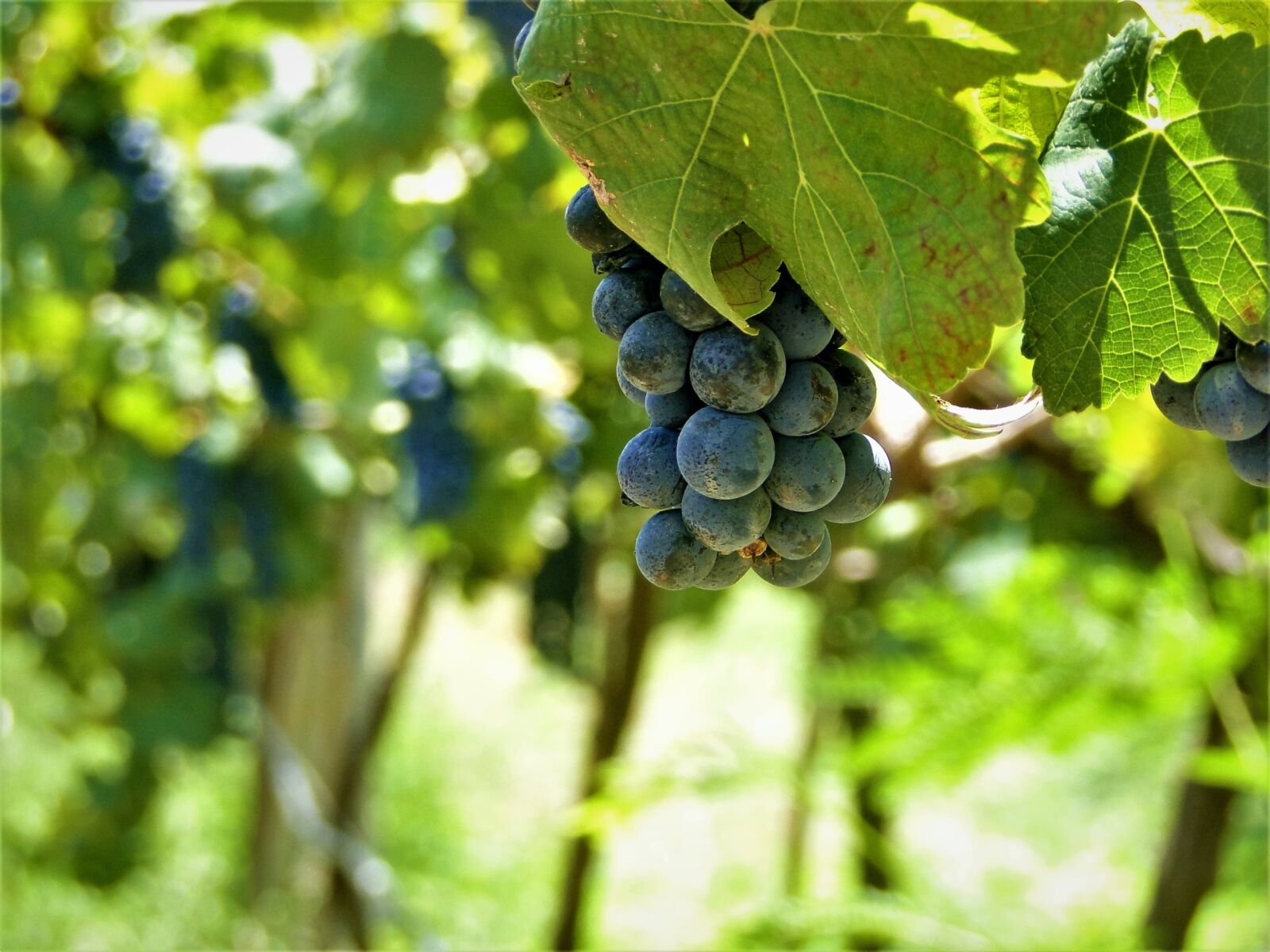 Grapes on vine